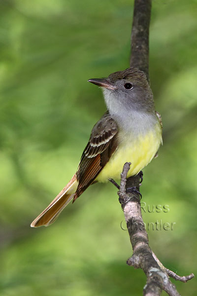 Great Crested Flycatcher © Russ Chantler